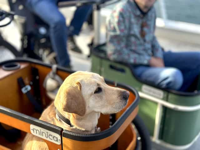 A dog joins the ride in the Minica cargo trike