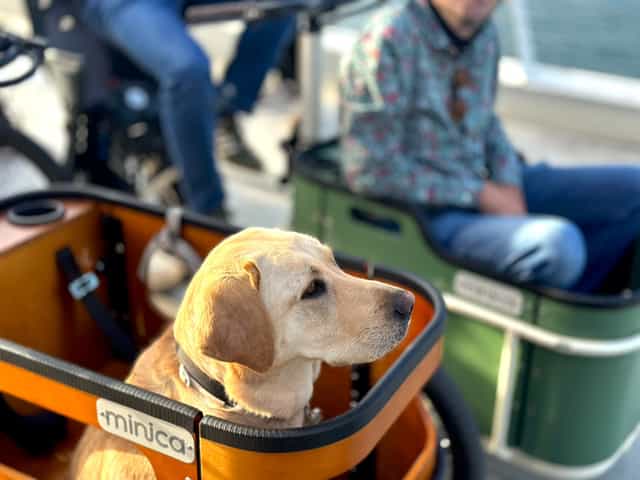 Dog riding in VéloRouge's Minica electric cargo trike
