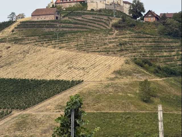 Château et vignes en terrasses sur la route des vins d'Alsace